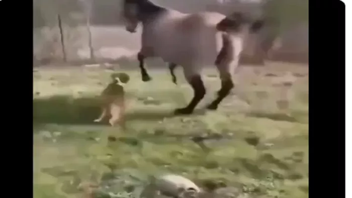 Viral Video: आराम फरमा रहे कछुए को छेड़ना पड़ा महंगा, खतरे में जान देख घोड़ा हुआ नौ दो ग्यारह