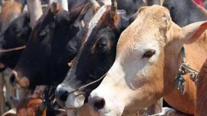 कोटा की गोशाला में सर्दी से 140 गायों की मौत (प्रतीकात्मक तस्वीर)