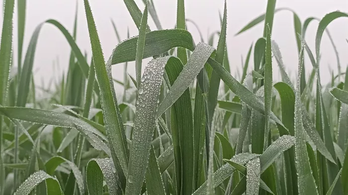 Haryana Weather News: रेवाड़ी में खून जमा देने वाली ठंड तापमान 1 डिग्री पर पहुंचा।