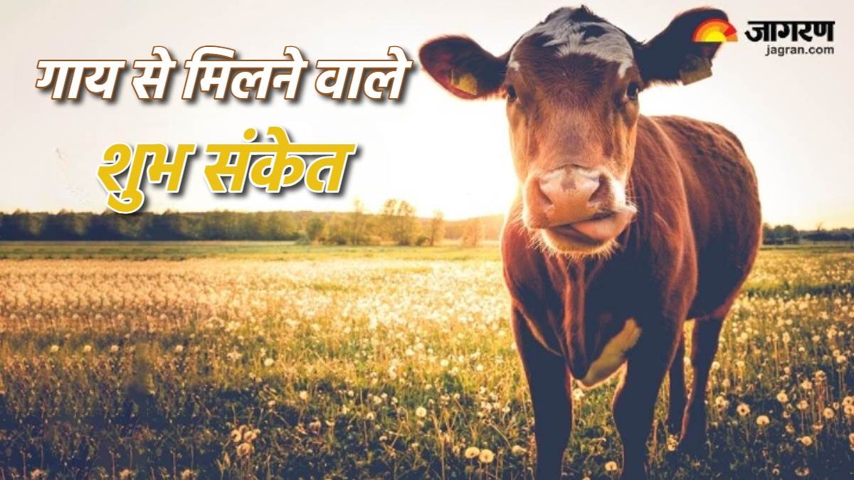 https://www.jagranimages.com/images/newimg/11012024/11_01_2024-significance_of_cow_23626828.jpg