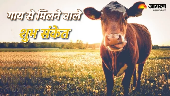 Significance of Cow गाय को अचानक देखने पर क्या संकेत मिलते हैं।