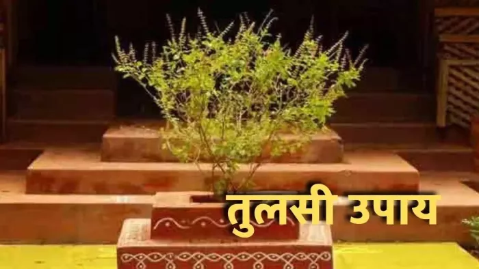 Tulsi Ke Upay: करियर में सफलता पाने के लिए करें तुलसी के ये उपाय, मिलेंगे कई लाभ
