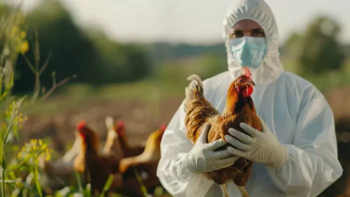 Bird Flu परिंदो और जानवरों से फैलता है। ( Pic Courtesy : Freepik)