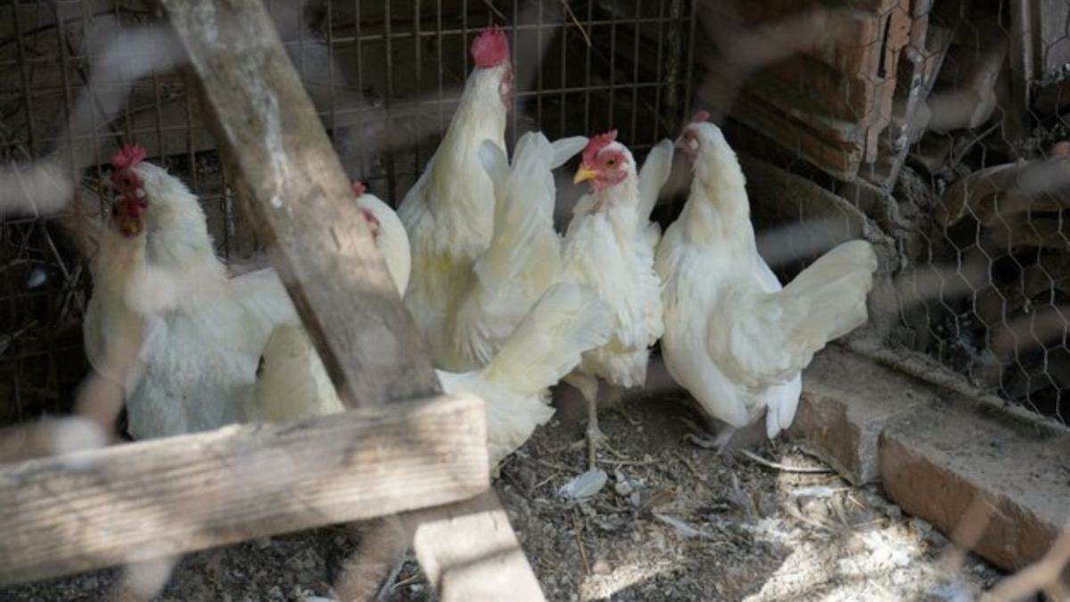 https://www.jagranimages.com/images/newimg/11012025/11_01_2025-chicken_white2_23864803.jpg