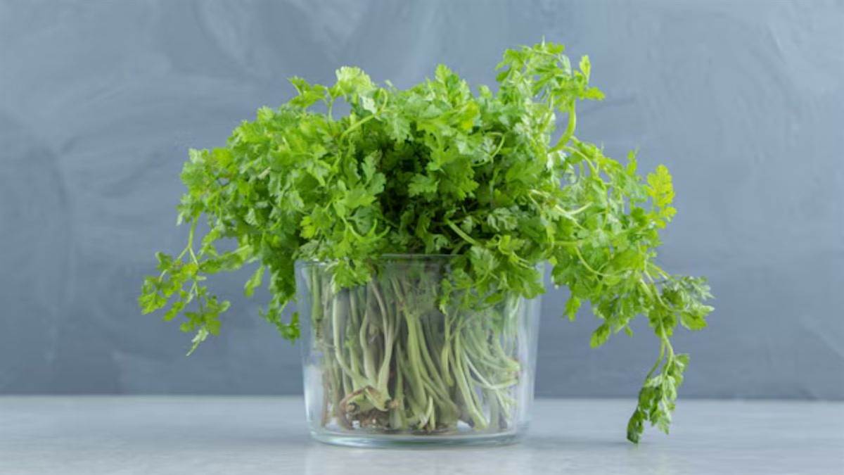 https://www.jagranimages.com/images/newimg/11012025/11_01_2025-greencoriander_23864725.jpg