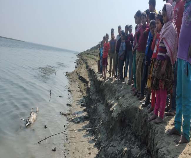 dolphins dying in a fishing net in the ganga river near sahibganj area