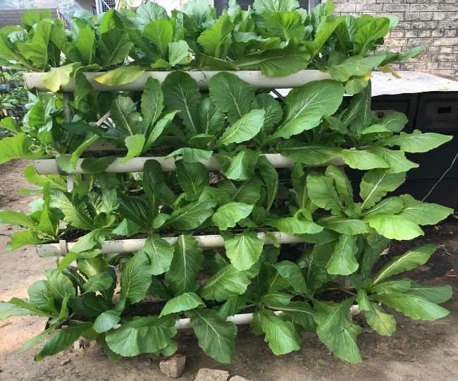 nutrition from vegetables grown in vertical farming also generate income jagran special