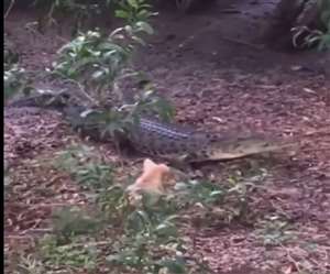 इस वीडियो को भारतीय वन सेवा के अधिकारी ने शेयर किया है