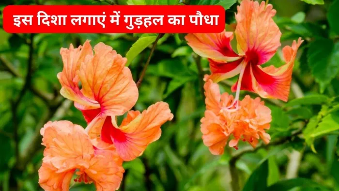 Vastu Tips: घर की इस दिशा में लगाएं गुड़हल का पौधा, बिजनेस संबंधी परेशानियों से मिलेगा छुटकारा