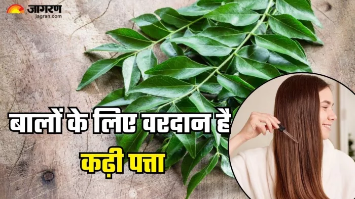 कढ़ी पत्ता से दूर होगी बालों से जुड़ी समस्याएं (Picture Credit- Freepik)