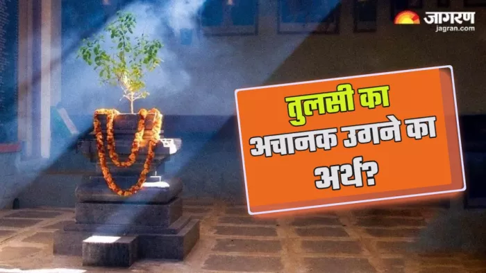 Vastu Tips for tulsi तुलसी के उगने पर मिलते हैं ये संकेत।