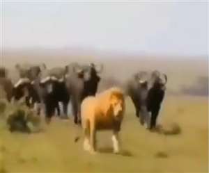 शेर ने मोर्चा संभाला और पीछे पलटकर भैंसे पर हमला कर दिया।