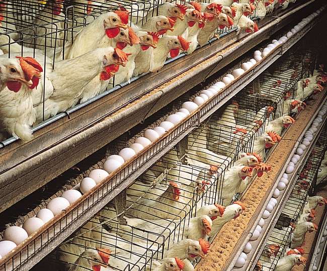 हिसार में पशु वैज्ञानिकों ने दी विदेशी मुर्गियों के नस्लों की जानकारी, अब  देशी मुर्गियां भी दे सकेंगी ज्यादा अंडे - Animal scientists of Hisar Luwad  gave ...