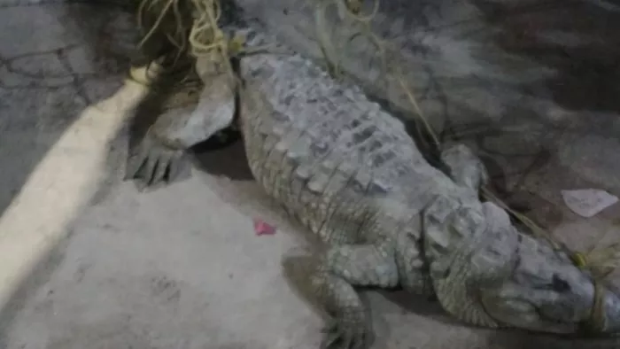 हाजीपुर में गंडक नदी सीढ़ी घाट के पास पकड़ा गया मगरमच्छ।