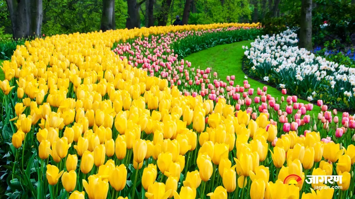 Tulip Garden in Jammu: ट्यूलिप गार्डन में इस बार खिलेंगे 1.7 मिलियन फूल, नए प्रकार के पांच Tulip बनेंगे आकर्षण का केंद्र