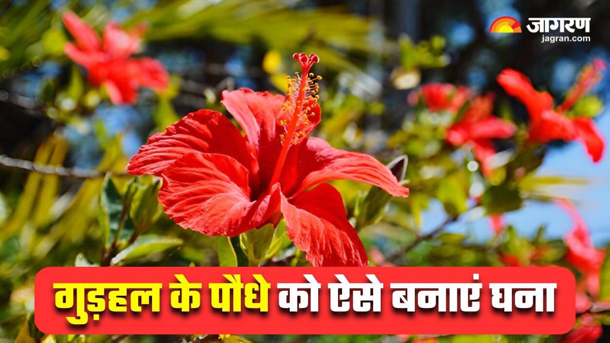 https://www.jagranimages.com/images/newimg/11032025/11_03_2025-gardening_tips_23898243.jpg