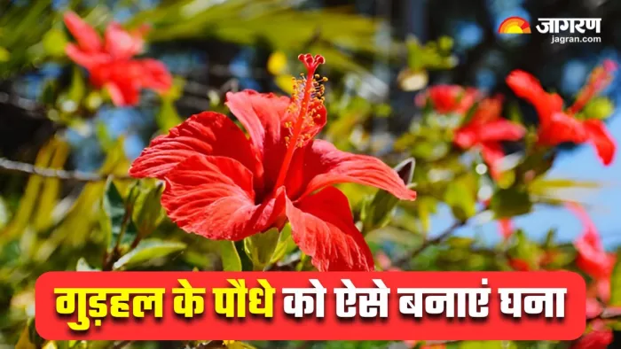 Hibiscus Plant Care Tips: मार्च के महीने में ऐसे करें गुड़हल के पौधे की देखभाल (Image Source: Freepik)