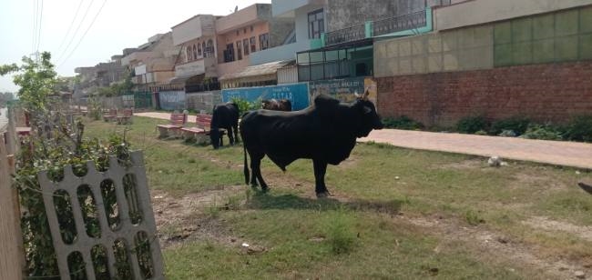 the corporations plan to apply radium tape to the horns of destitute animals has been shelved