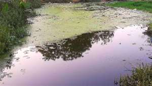 फतेहजंगपुर में भी दुर्दशा के शिकार हुए तालाब