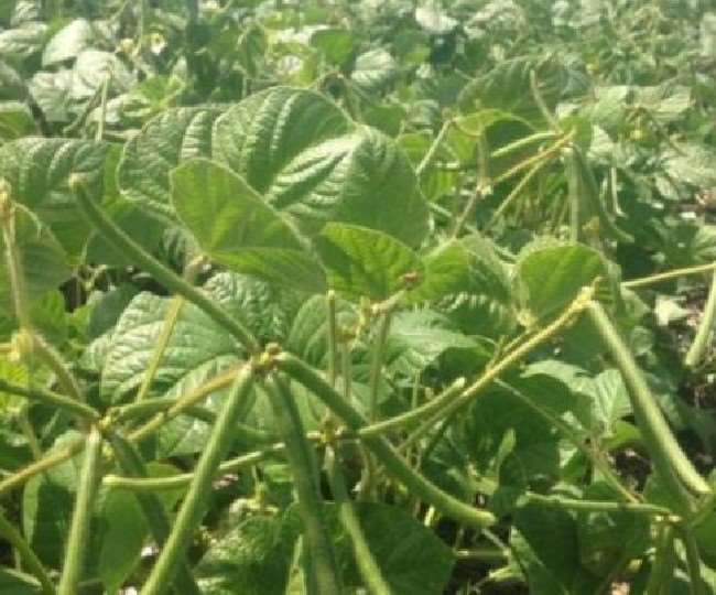 favorable time for sowing moong will be cultivated in 7 thousand hectares in banka