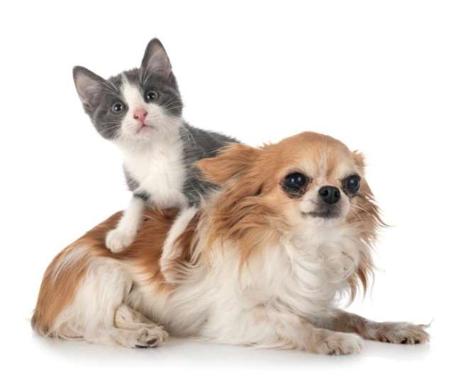 https://www.jagranimages.com/images/newimg/11042022/11_04_2022-national_pet_day_22617664.jpg