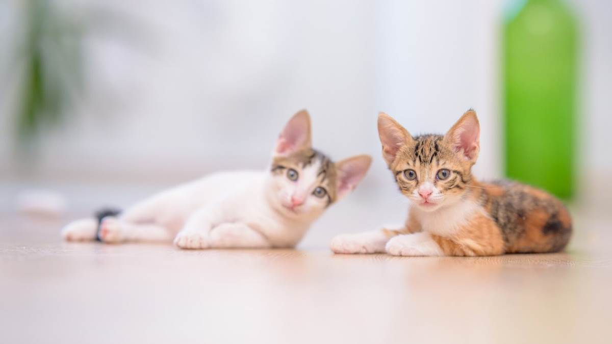 https://www.jagranimages.com/images/newimg/11042023/11_04_2023-indoor_outdoor_cats_myths_f_23382448.jpg