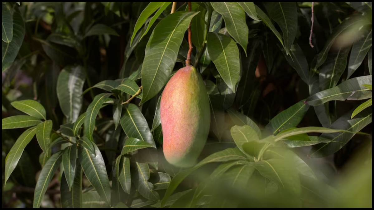 https://www.jagranimages.com/images/newimg/11042023/11_04_2023-mango-leaves_23382524.jpg