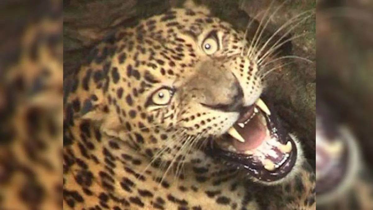 guldar was hiding in the wheat field in bijnor attacked two farmers deputy ranger injured during rescue