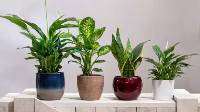 Indoor Plants से बढ़ाएं लिविंग रूम की खूबसूरती (Picture Courtesy: Freepik)