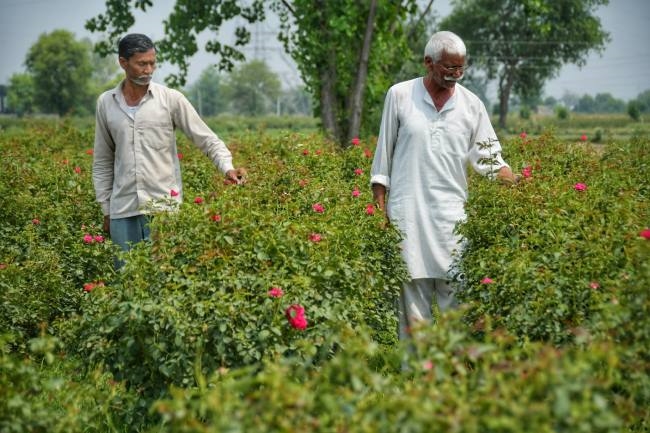 the roses blooming in the soil of the village where the british blew up the fort with a cannon
