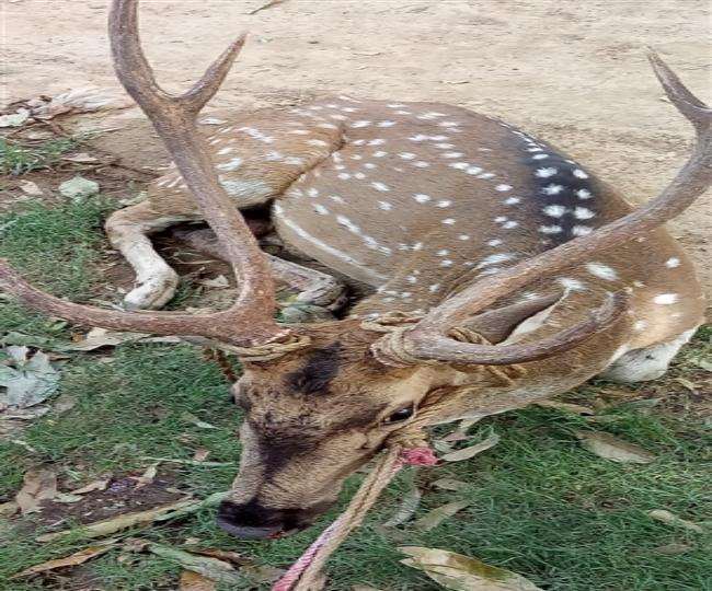 ncr know why the work of shifting sambar deer stopped from delhi golf club