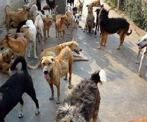 बिजनौर में बच्‍ची व किसान पर कुत्‍तों का हमला।