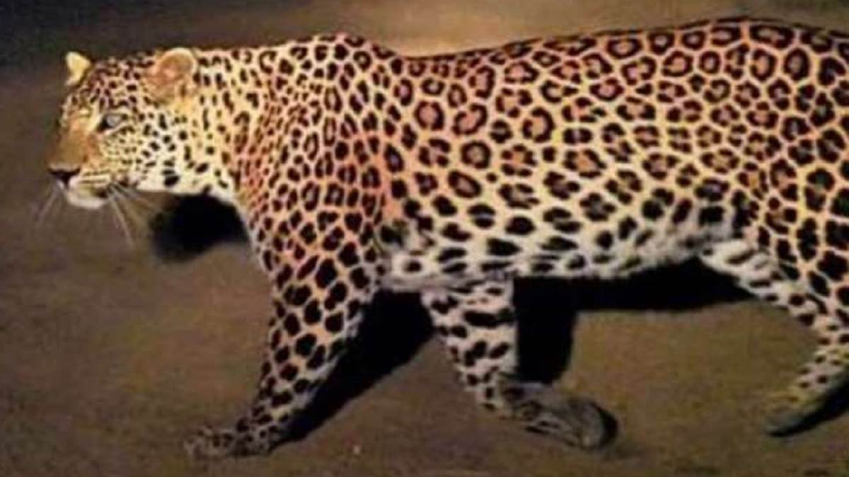 tharu girl killed in leopard attack in balrampur