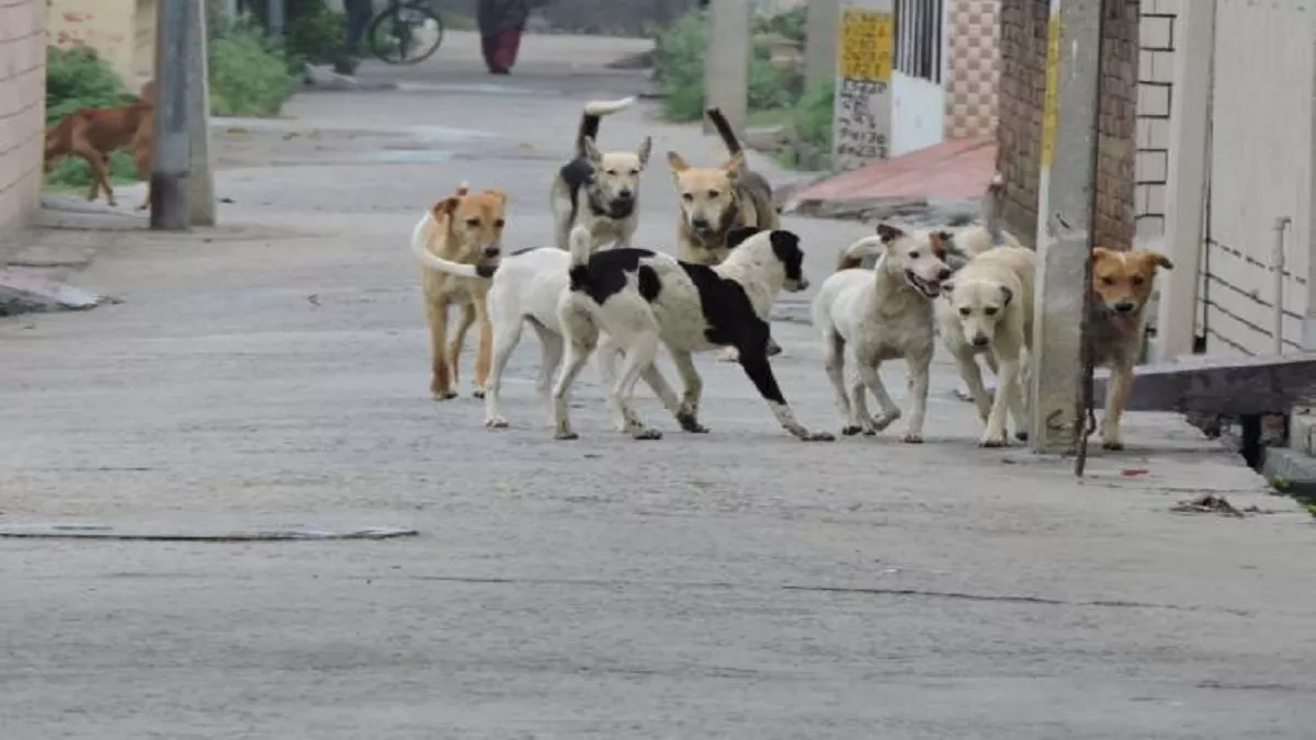 Delhi: डंडे से पीटकर कुत्ते की थी हत्या, आरोपी की पहचान बताने वाले पर संस्था ने रखा इनाम