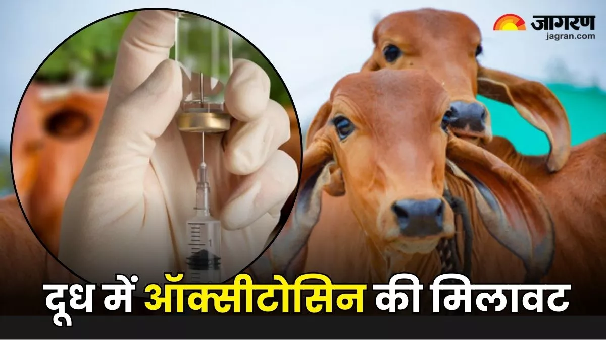 Oxytocin in Milk: कहीं आप भी तो नहीं पी रहे ऑक्सीटोसिन वाला दूध? जानिए इसके नुकसान और पहचान का तरीका