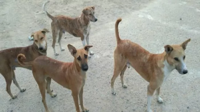 नोएडा में कुत्ते के साथ क्रूरता, 15वीं मंजिल से फेंककर मार डाला