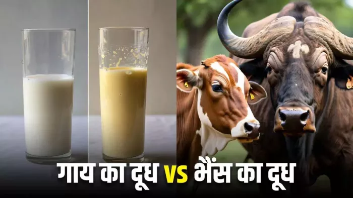 Cow Milk vs Buffalo Milk: कौन-सा दूध है सेहत के लिए ज्यादा बेहतर? (Image Source: Freepik)