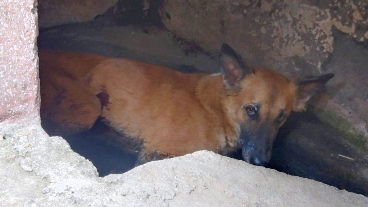 https://www.jagranimages.com/images/newimg/11052025/11_05_2025-injured_dog_23935385.jpg
