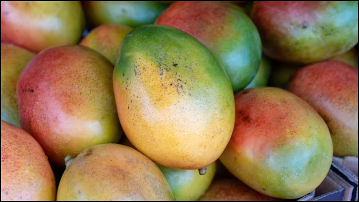 https://www.jagranimages.com/images/newimg/11062023/11_06_2023-mango_3_23438313.jpg