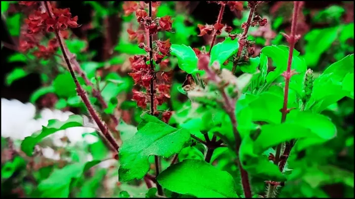 खाली पेट तुलसी की पत्ते खाने के फायदे