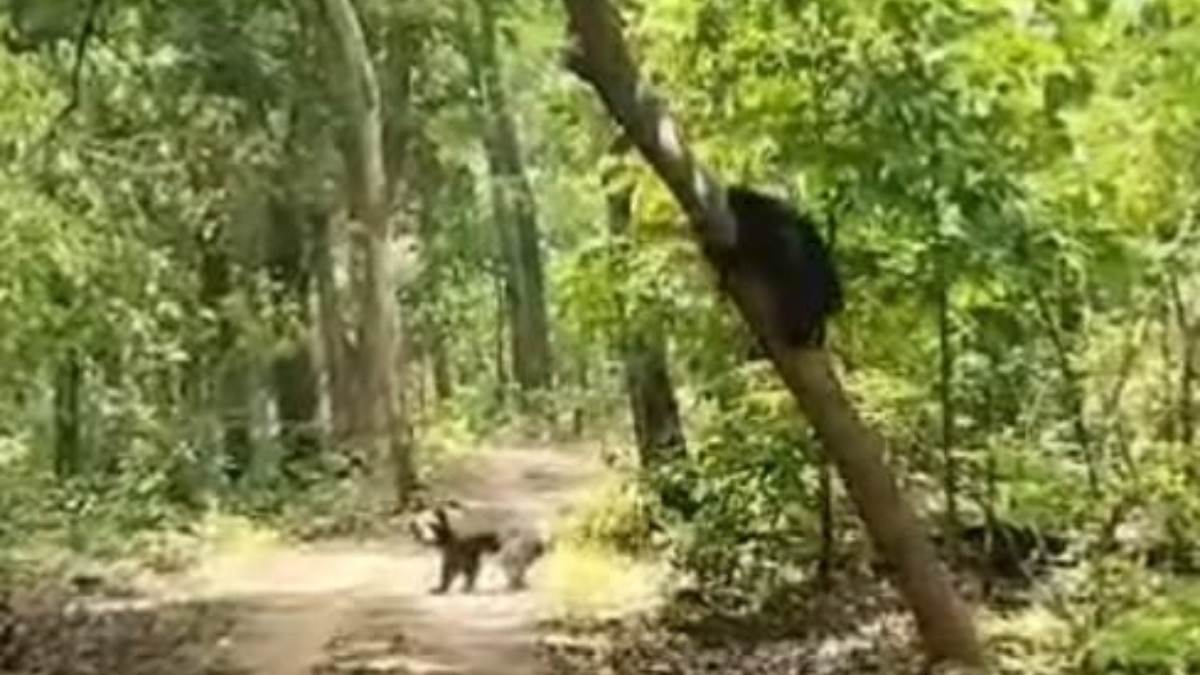 bear having fun on jungle safari route in vtr video going viral on social media