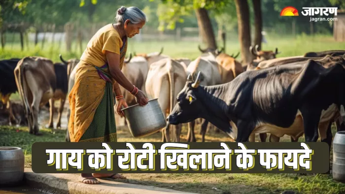 Gau Mata Seva गाय को पहली रोटी खिलाने के फायदे। (Picture Credit: Freepik)