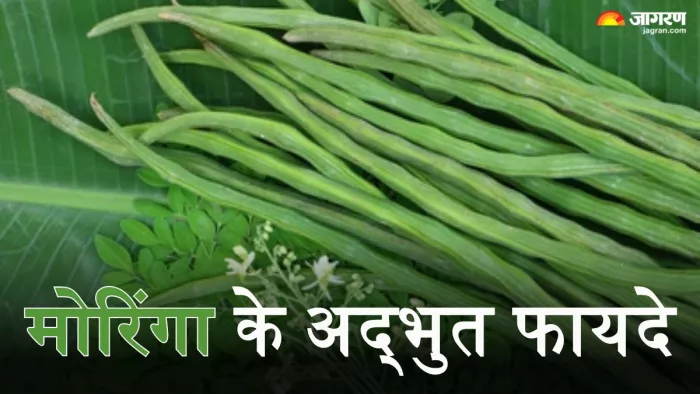सेहत ही नहीं त्वचा और बालों के लिए भी गुणकारी मोरिंगा (Picture Credit- Freepik)