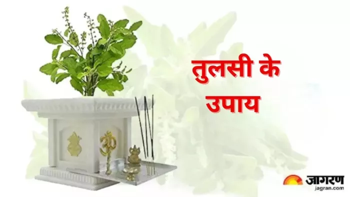 Tulsi Ke Upay जरूर करें तुलसी के ये उपाय।