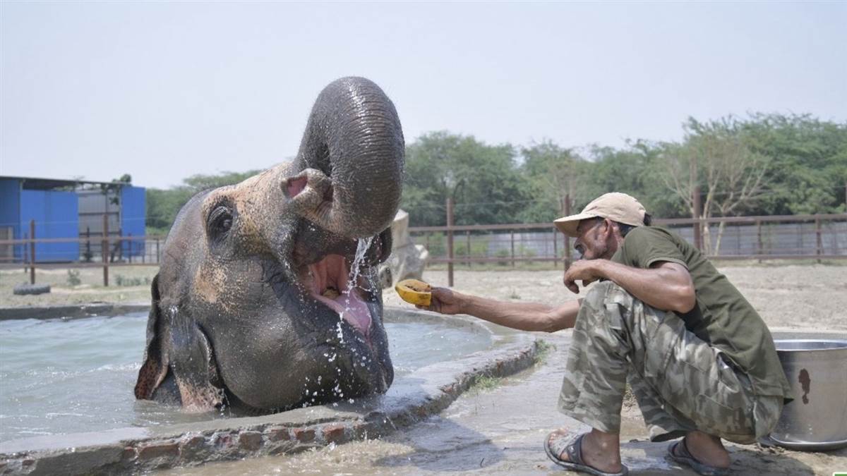 elephant care wildlife sos provides relief from heat in mathura