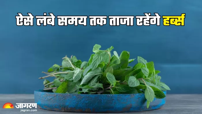 धनिया, पुदीना जैसे हर्ब्स को गर्मी में कैसे करें स्टोर (Picture Credit- Freepik)