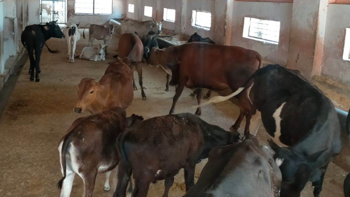 ammu nagar nigam cracks down on illegal dairies mandates proper waste disposal