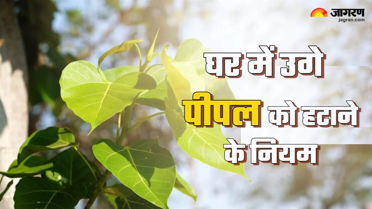 https://www.jagranimages.com/images/newimg/11062025/11_06_2025-peepal_tree_23960971.jpg