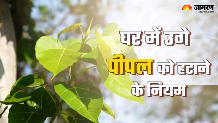 Peepal Tree घर में पीपल उगने पर क्या करना चाहिए?