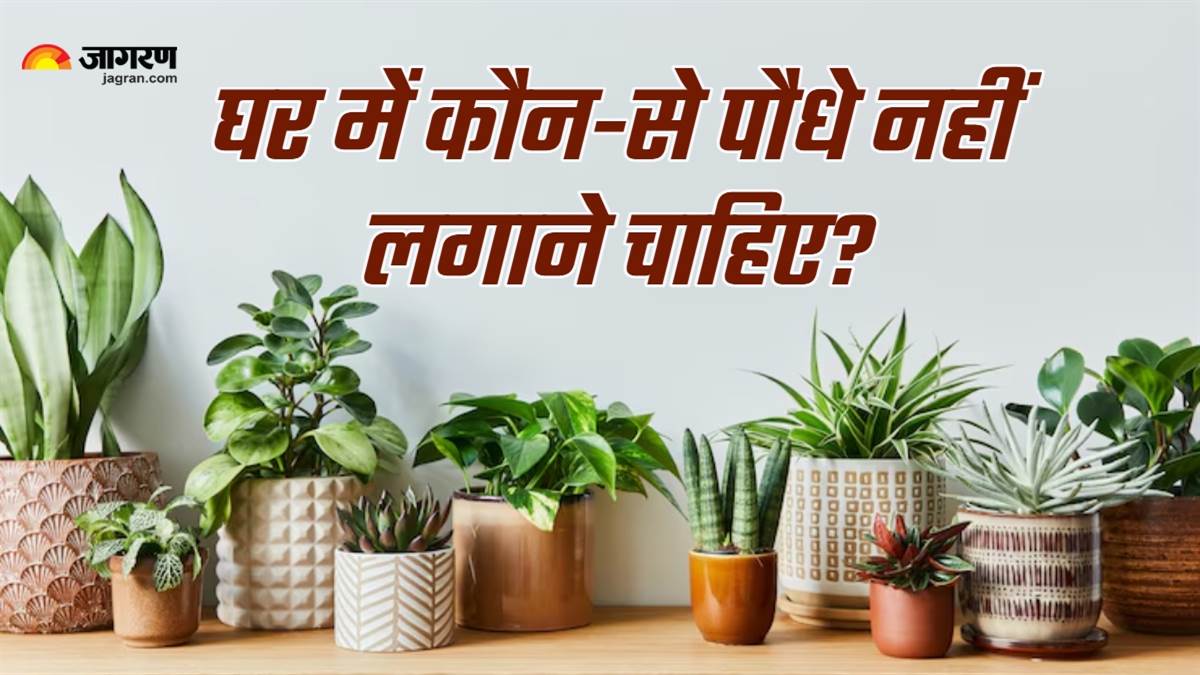 https://www.jagranimages.com/images/newimg/11062025/11_06_2025-plants_vastu_tips_23961255.jpg